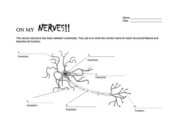 NWNoggin Neuron Worksheet