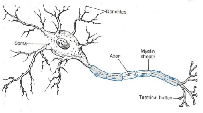 Neuron pic 265
