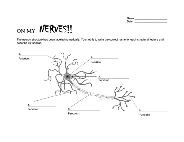 worksheet neuron blank Skyview: NW â€“ @ and Three Day Neurotransmitters Drugs