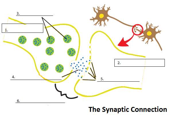 neuron worksheet blank Three Neurotransmitters NW @ â€“ Skyview: and Day Drugs