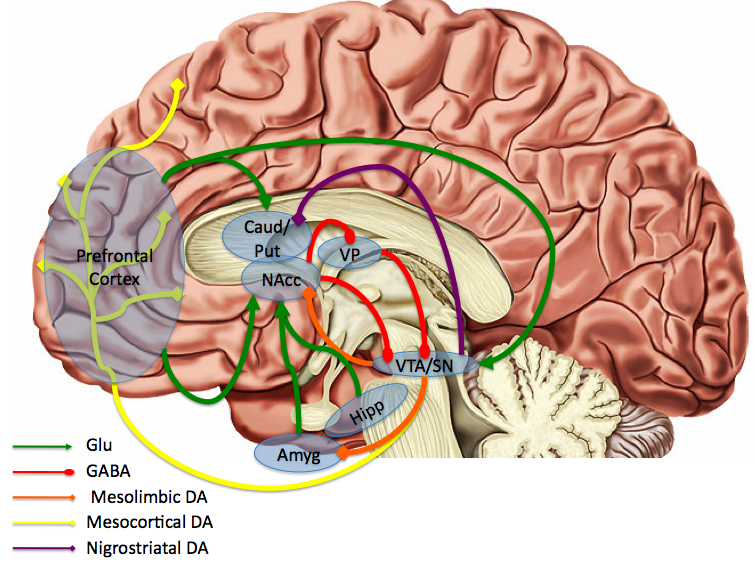 neurotransmitters in the brain drugs