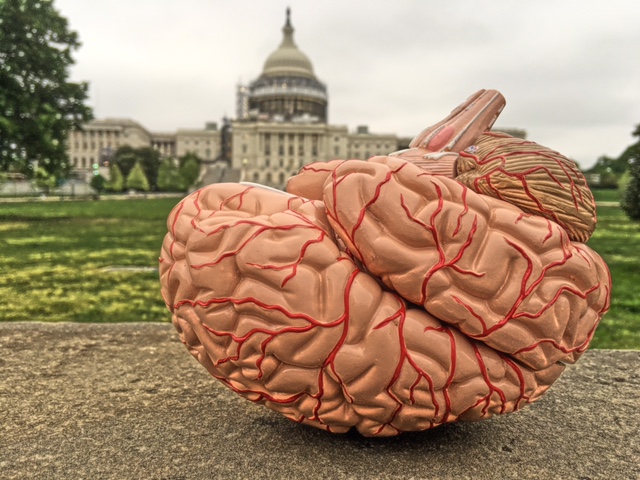 A Capitol Day: Brains in the House – and Senate! – NW NOGGIN: Neuroscience  outreach group (growing in networks)