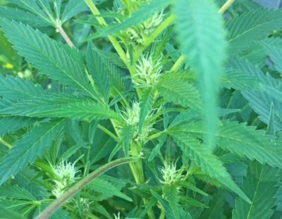 Art, pain – and pot?