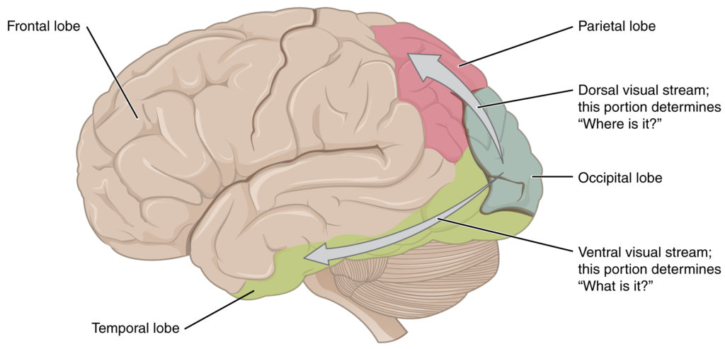 visual-what-and-where