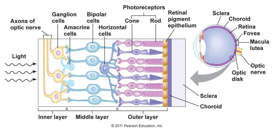 figure_10_29_labeled