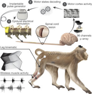 brain-spine-interface-monkey