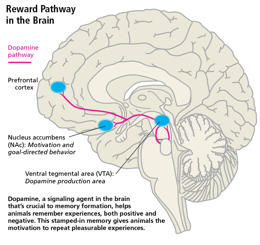 dopamine pain and pleasure