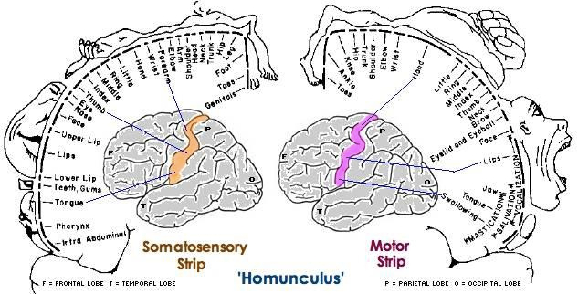 From Moon Hooch to Split Cerebrums:  What teens ask about brains