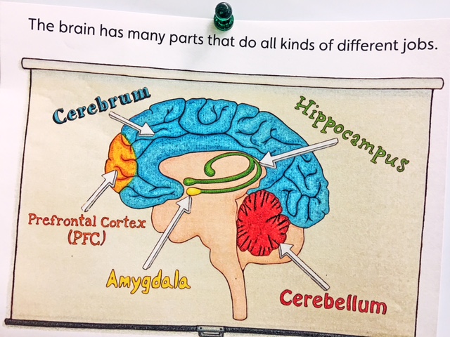 amygdala hippocampus prefrontal cortex