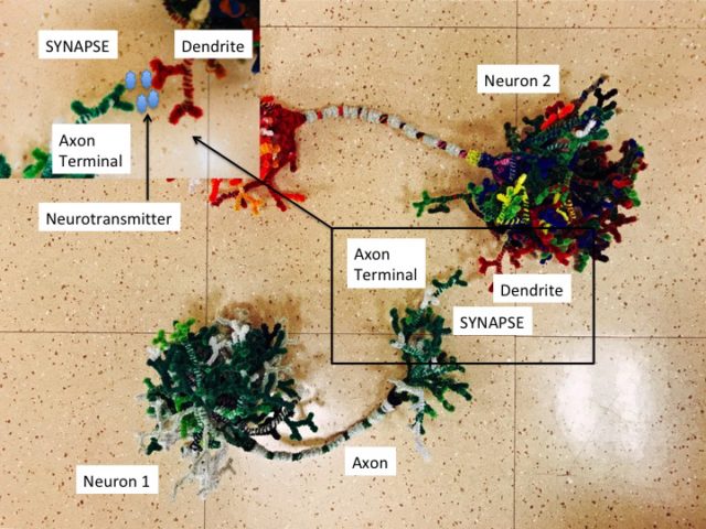 Resource Steam Art Projects Nw Noggin Neuroscience Outreach Group Growing In Networks