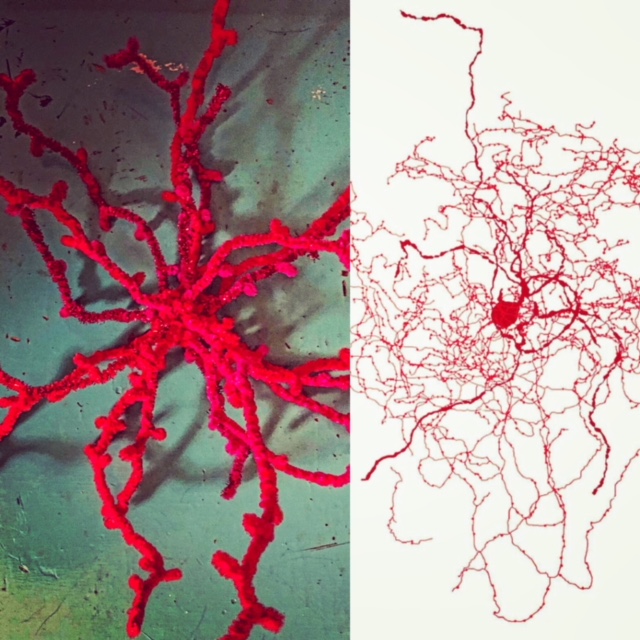 Rosehip neurons in pipe cleaners!