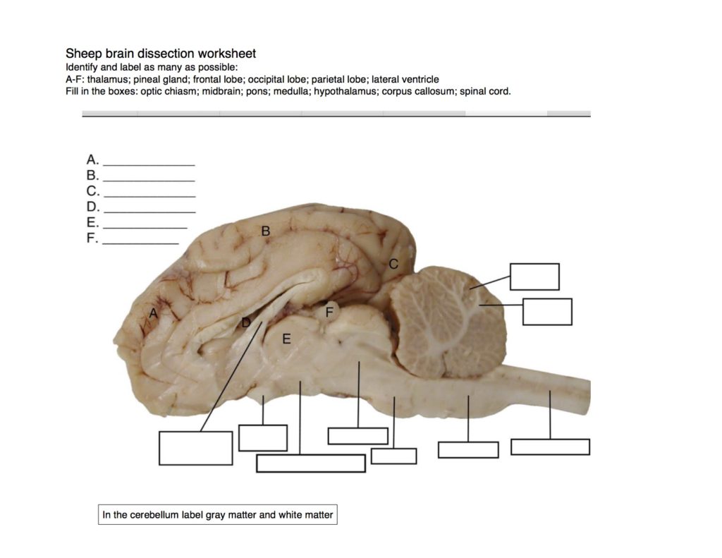 Sheep brain dissection @ Fort Vancouver! – NW NOGGIN: Neuroscience Inside Sheep Brain Dissection Worksheet