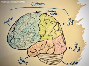 Extra Lumpy Brain Why are our brains so wrinkly? – NW NOGGIN: Neuroscience outreach group ...