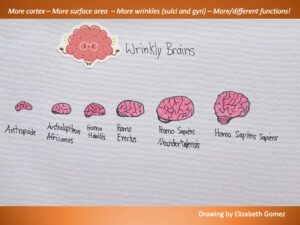 Why are our brains so wrinkly? – NW NOGGIN: Neuroscience outreach group ...